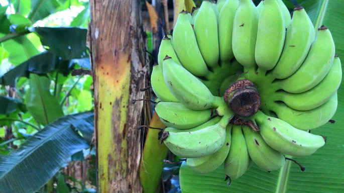 cây chuối trổ buồng giữa thân 1