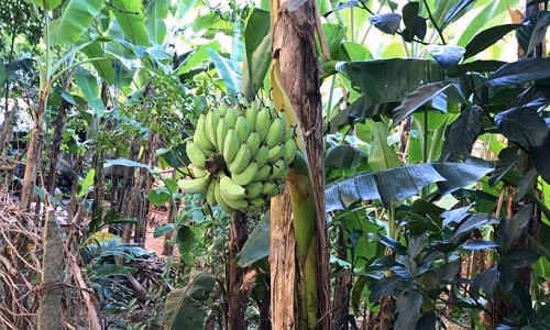 cây chuối trổ buồng giữa thân