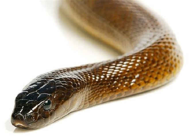 Mục sở thị loài rắn độc nhất thế giới - ảnh 1