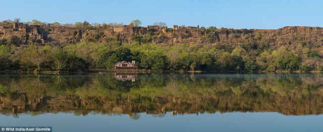 Những bức ảnh tuyệt đẹp về thiên nhiên hoang dã Ấn Độ ảnh 15