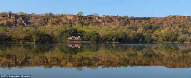 Những bức ảnh tuyệt đẹp về thiên nhiên hoang dã Ấn Độ ảnh 15