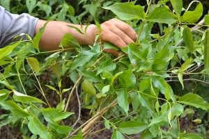 Lai Châu: Con trai ăn lá ngón tự vẫn vì khuyên bố không được ảnh 1