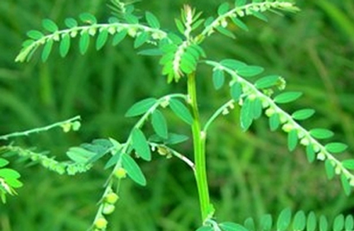 Những loại thảo dược trị nóng gan ảnh 2