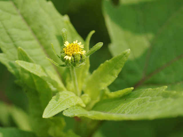 Những loại thảo dược chữa gút ai cũng có thể áp dụng ảnh 4