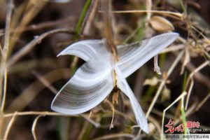 “Bướm băng” đẹp như ở xứ cổ tích ảnh 2