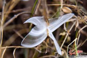 “Bướm băng” đẹp như ở xứ cổ tích ảnh 2