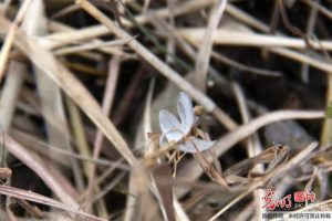 “Bướm băng” đẹp như ở xứ cổ tích ảnh 3