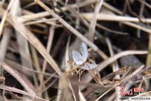 “Bướm băng” đẹp như ở xứ cổ tích ảnh 3