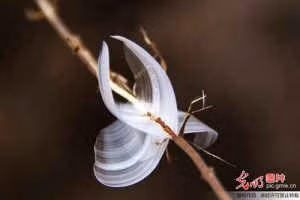 “Bướm băng” đẹp như ở xứ cổ tích ảnh 1