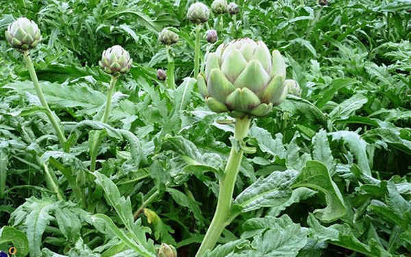 Những loại thảo dược trị nóng gan ảnh 1