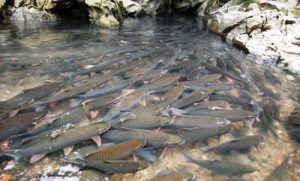 Những điều thú vị trên quê hương “người nhện” Bùi Tiến Dũng ảnh 1