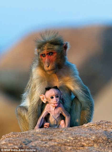 Những bức ảnh tuyệt đẹp về thiên nhiên hoang dã Ấn Độ ảnh 8