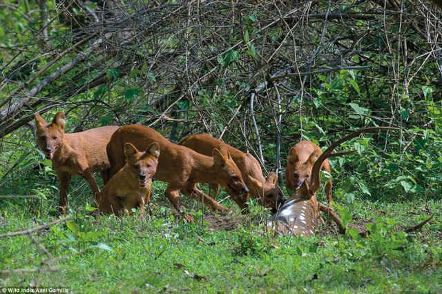 Những bức ảnh tuyệt đẹp về thiên nhiên hoang dã Ấn Độ ảnh 4
