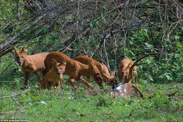 Những bức ảnh tuyệt đẹp về thiên nhiên hoang dã Ấn Độ ảnh 4