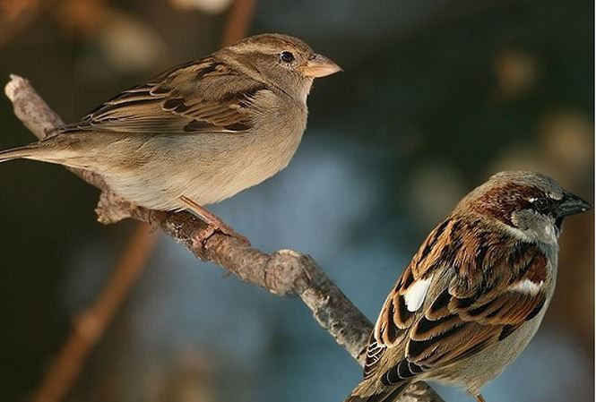 Chim sẻ đã tiến hóa như thế nào trong xã hội loài người?