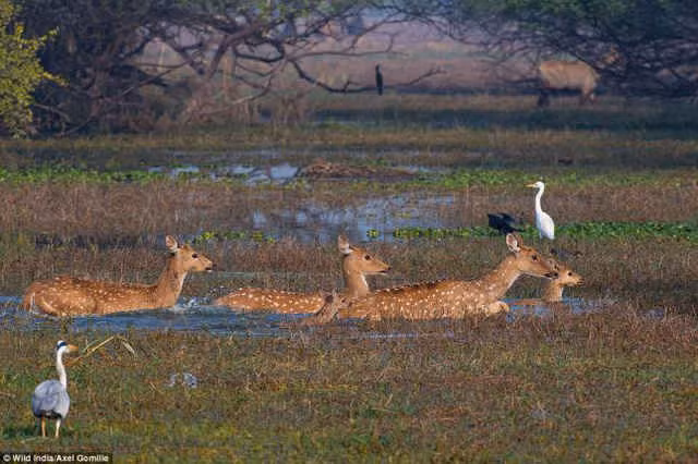 Những bức ảnh tuyệt đẹp về thiên nhiên hoang dã Ấn Độ ảnh 5