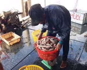 Sau Tết, cá khoai lên giá 105.000 đ/kg, ngư dân lãi 10 triệu/ngày ảnh 3