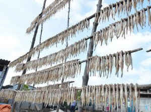 Sau Tết, cá khoai lên giá 105.000 đ/kg, ngư dân lãi 10 triệu/ngày ảnh 5