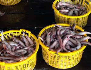 Sau Tết, cá khoai lên giá 105.000 đ/kg, ngư dân lãi 10 triệu/ngày ảnh 4