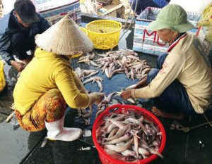 Sau Tết, cá khoai lên giá 105.000 đ/kg, ngư dân lãi 10 triệu/ngày ảnh 1