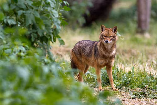 sói rừng Việt Nam 1