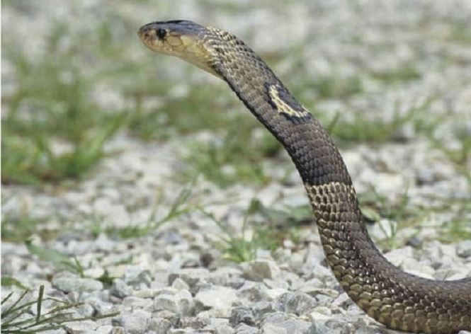 Hổ mang Ai Cập, loài rắn trong truyền thuyết và đời thực - ảnh 1