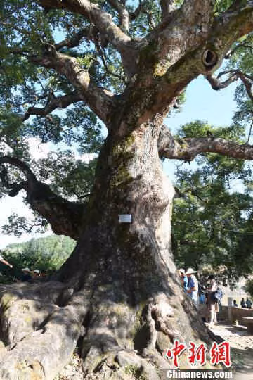 Ruột cây nghìn tuổi “giấu” tượng phật ảnh 2