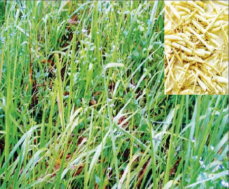 Rễ cỏ tranh (bạch mao căn) trị lao phổi, giãn phế quản gây ho ra máu.