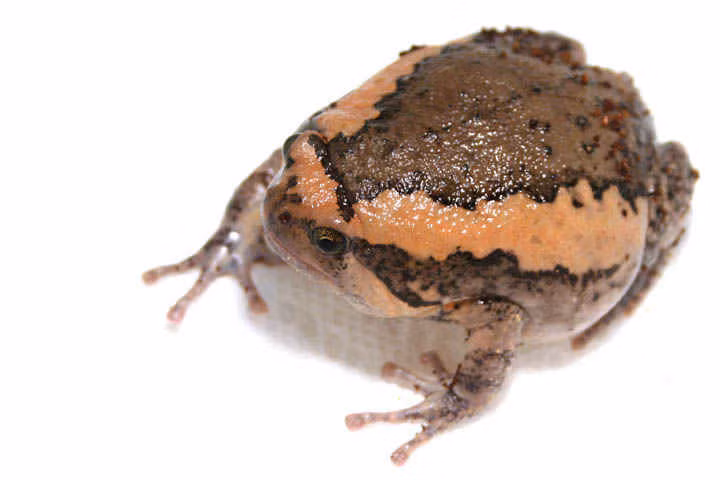 Mẹo chữa bệnh hiểm nghèo ảnh 3