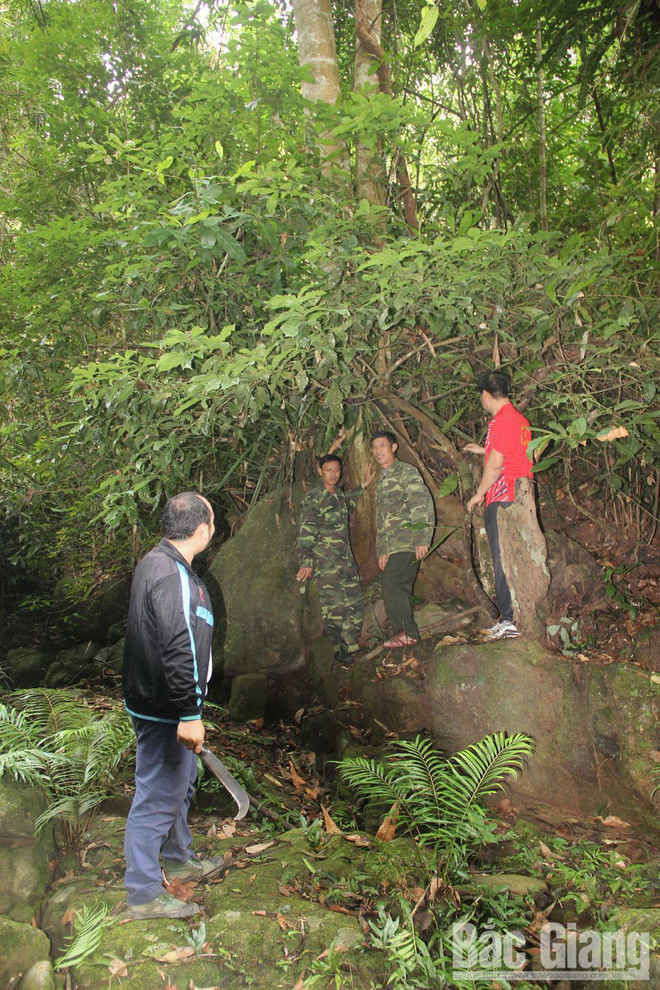 Bí ẩn giống chè cổ Tây Yên Tử - Ảnh 2.