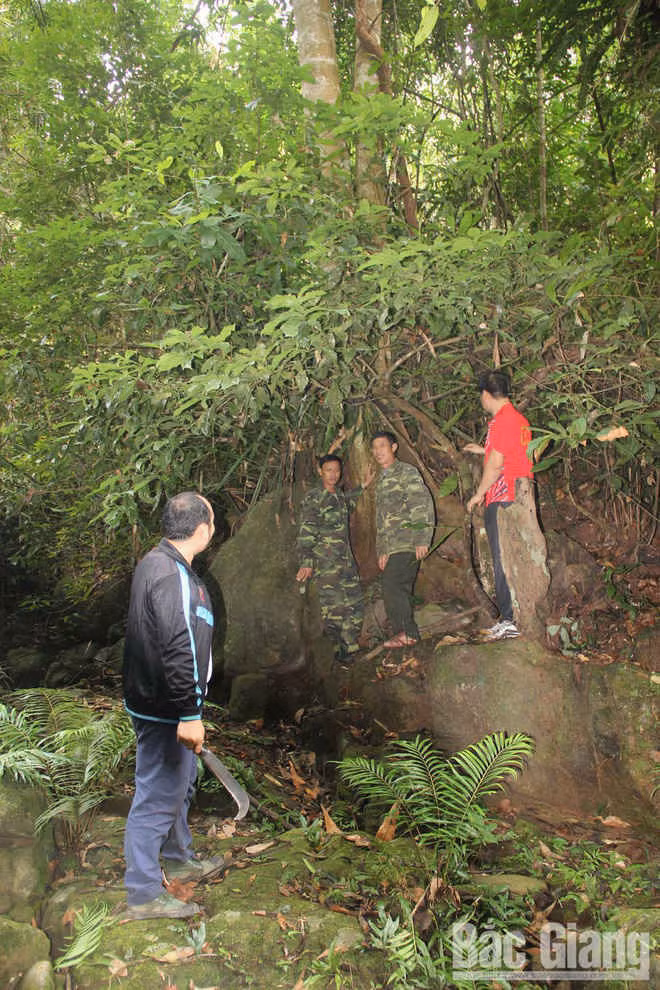 Bí ẩn giống chè cổ Tây Yên Tử - Ảnh 2.