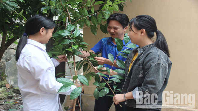 Bí ẩn giống chè cổ Tây Yên Tử - Ảnh 4.