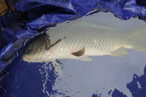 Người dân dùng chài bắt 'cá thần' ở Nghệ An - ảnh 1