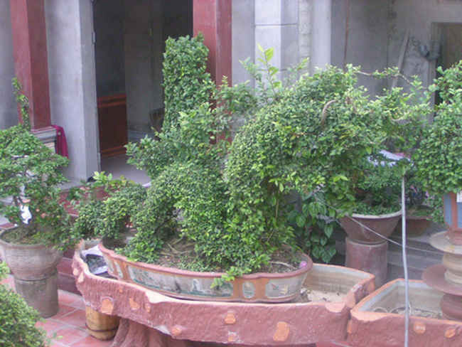 “Vua duối” Kinh Bắc kể chuyện “bắt rồng” ảnh 2