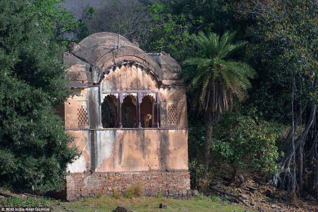 Những bức ảnh tuyệt đẹp về thiên nhiên hoang dã Ấn Độ ảnh 13