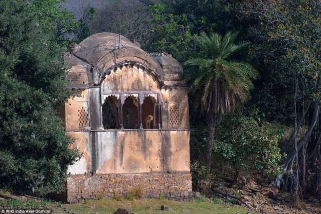 Những bức ảnh tuyệt đẹp về thiên nhiên hoang dã Ấn Độ ảnh 13