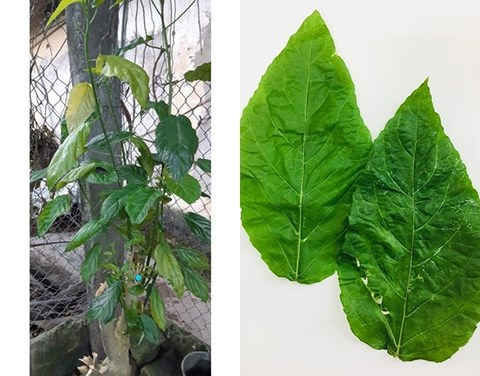 Hình ảnh cây và lá cây lộc mại.