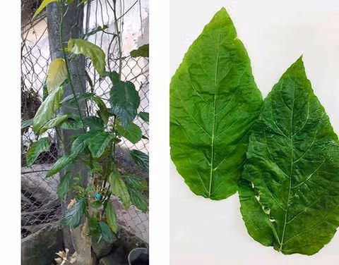 Hình ảnh cây và lá cây lộc mại.