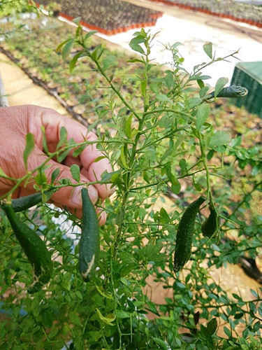 Chanh ngon tay vi la 3,5 trieu/kg lam chi em “phat sot“-Hinh-10