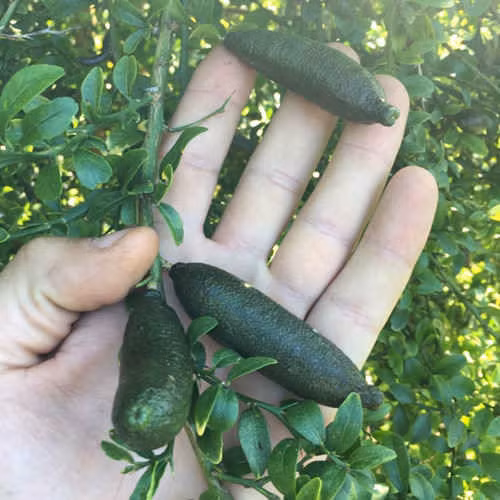 Chanh ngon tay vi la 3,5 trieu/kg lam chi em “phat sot“-Hinh-4