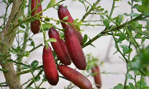 Chanh ngon tay vi la 3,5 trieu/kg lam chi em “phat sot“