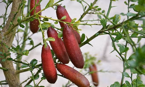 Chanh ngon tay vi la 3,5 trieu/kg lam chi em “phat sot“