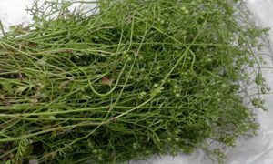 Vì sao phải tắm nước rau mùi vào ngày 30 Tết? ảnh 1