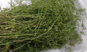 Vì sao phải tắm nước rau mùi vào ngày 30 Tết? ảnh 1