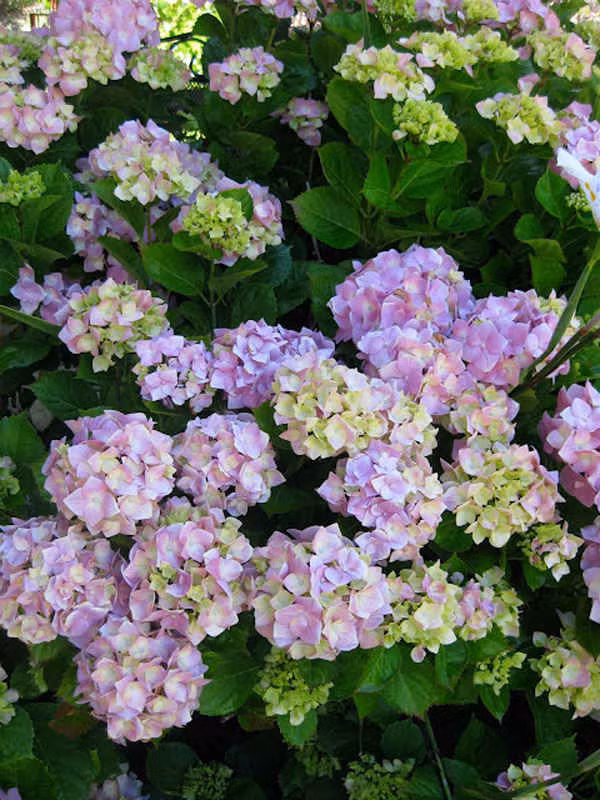 Cẩm tú cầu có thể gây hôn mê, co giật và dị ứng da do chứa độc tố. Ảnh minh họa