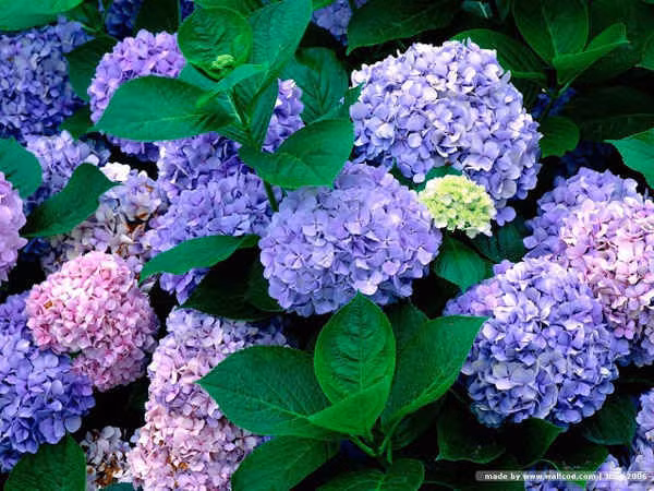 Tại Việt Nam, cẩm tú cầu được trồng nhiều ở Đà Lạt. Ảnh minh họa