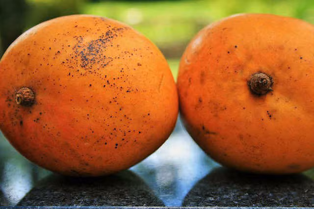 Điều thú vị bạn chưa biết về quả xoài: Làm tăng ham muốn tình dục ảnh 6