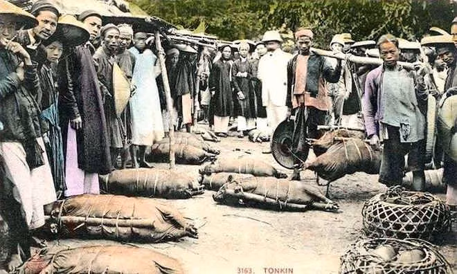 Bán lợn chợ Tết