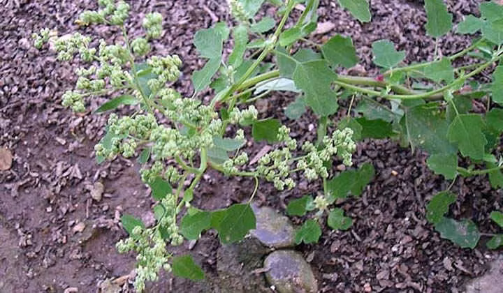 cong dung chua benh bat ngo cua cay rau muoi hinh 3