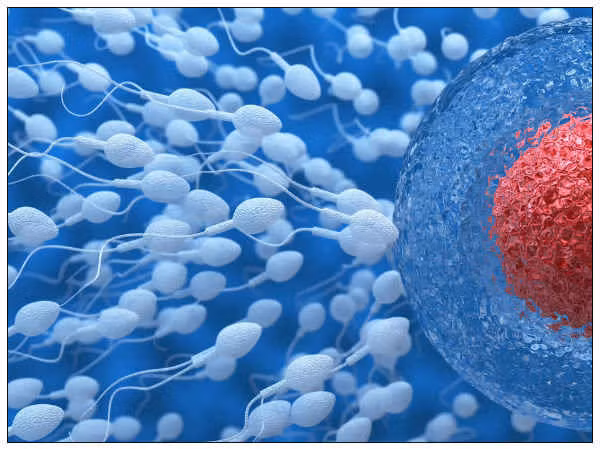 Chan doan tinh trang suc khoe quy ong qua mau sac tinh dich